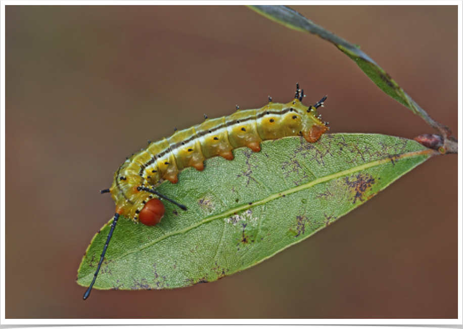 Anisota consularis
Consulate Oakworm
Taylor County, Florida